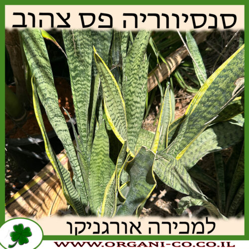 סנסיווריה חרבות פס צהוב 10 ליטר למכירה מחיר