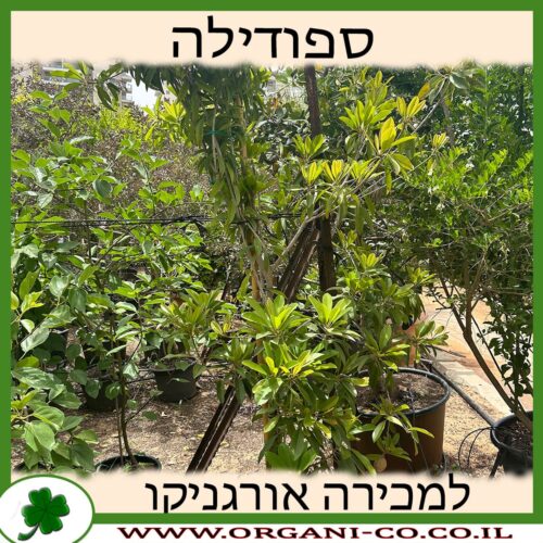 ספודילה למכירה - מחיר