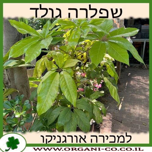 שפלרה גולדן 10 ליטר למכירה - מחיר