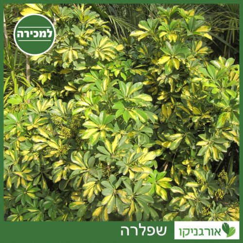 שפלרה למכירה - מחיר