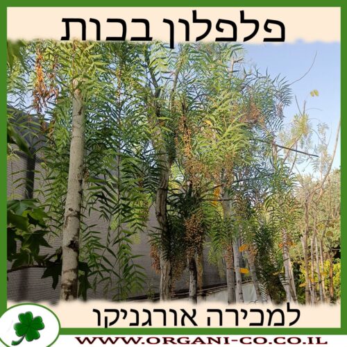 פלפלון בכות למכירה - מחיר