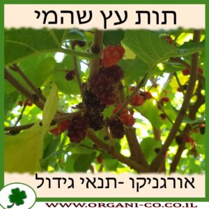 תות עץ שהמי גידול צמח
