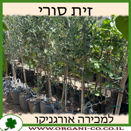 עץ זית סורי 25 ליטר למכירה - מחיר