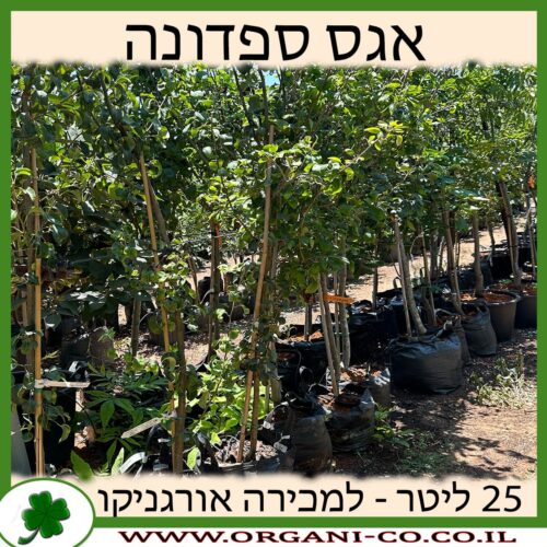 אגס ספדונה 25 ליטר למכירה - מחיר