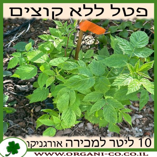 פטל אדום ללא קוצים 10 ליטר למכירה - מחיר