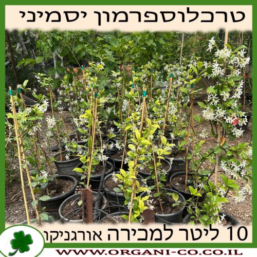 טרכלוספרמון יסמיני 10 ליטר למכירה, מחיר