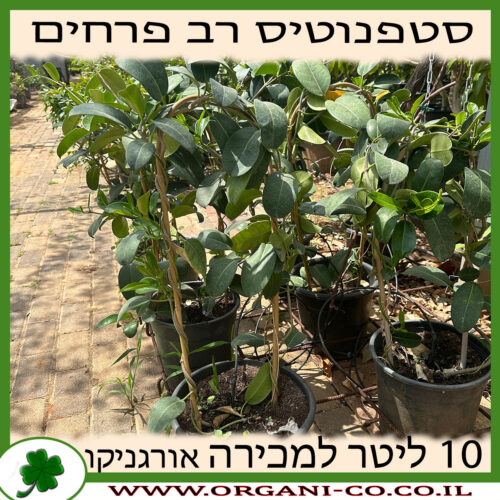 סטפנוטיס רב פרחים 10 ליטר למכירה - מחיר