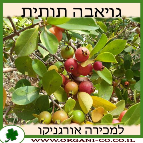 גויאבה תותית אדומה למכירה - מחיר