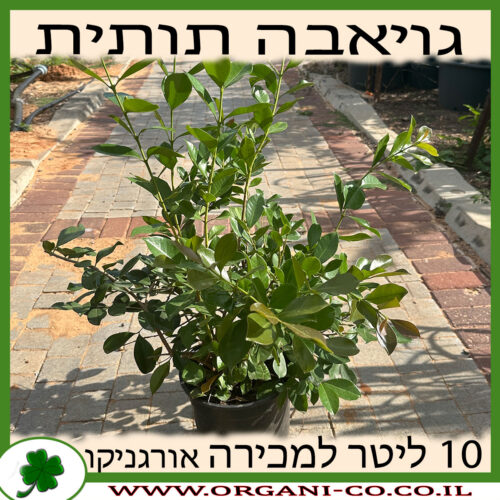 גויאבה תותית אדומה 10 ליטר למכירה - מחיר