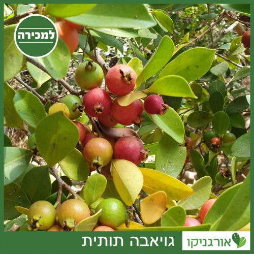 גויאבה תותית למכירה - מחיר