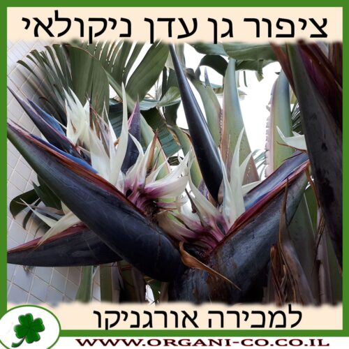 ציפור גן עדן ניקולאי למכירה - מחיר