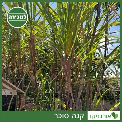 קנה סוכר למכירה - מחיר