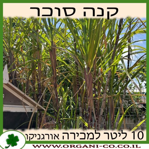 קנה סוכר 10 ליטר למכירה - מחיר