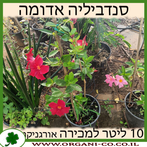 סנדווילה אדומה 10 ליטר למכירה - מחיר