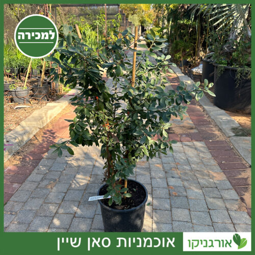 אוכמניות סאן שיין 10 ליטר למכירה - מחיר