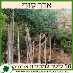 אדר סורי 50 ליטר