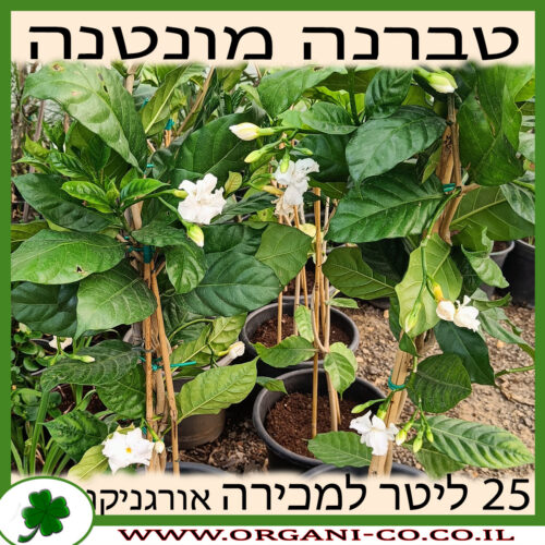 טברנה מונטנה 25 ליטר למכירה - מחיר