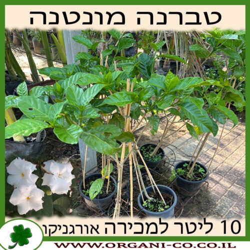 טברנה מונטנה 10 ליטר למכירה - מחיר