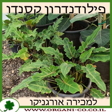 פילודנדרון קסנדו למכירה - מחיר