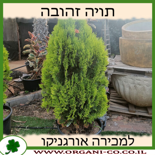 תויה זהובה 10 ליטר למכירה - מחיר