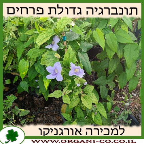 תונברגיה גדולת פרחים למכירה - מחיר