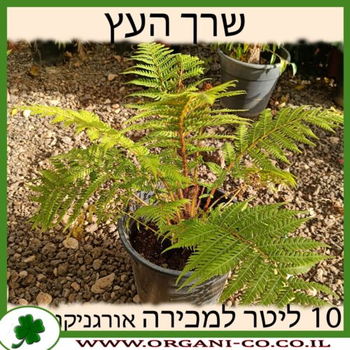 שרך העץ 10 ליטר למכירה - מחיר