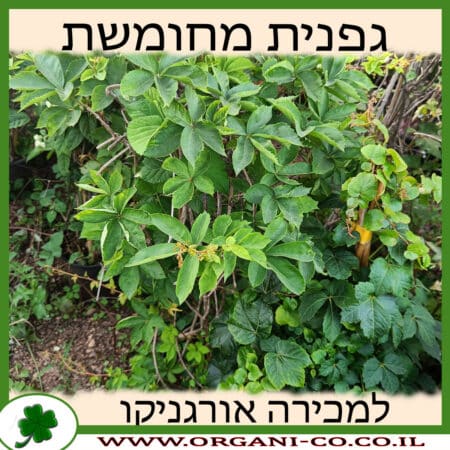 גפנית מחומשת למכירה - מחיר