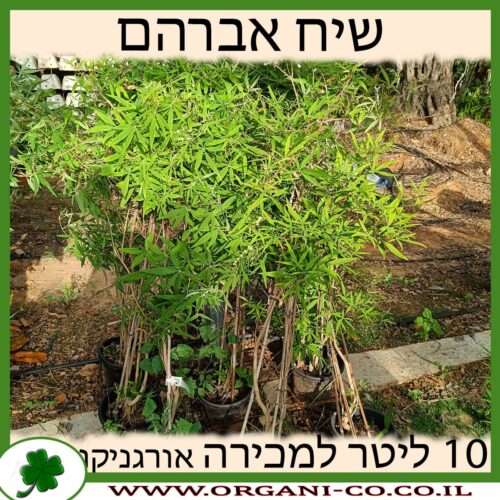 שיח אברהם מצוי 10 ליטר למכירה - מחיר