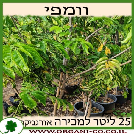 וומפי 25 ליטר למכירה - מחיר