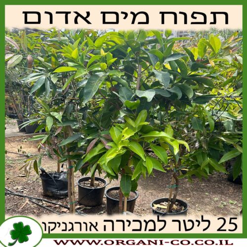 תפוח מים 25 ליטר למכירה - מחיר