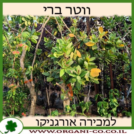 ווטר ברי 70 ליטר למכירה - מחיר