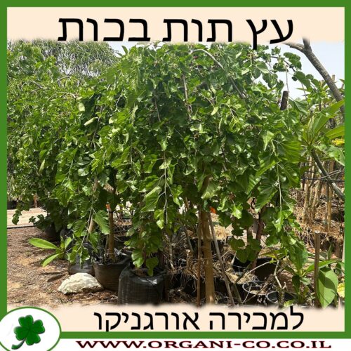 עץ תות בכות בוגר 3 צול למכירה - מחיר