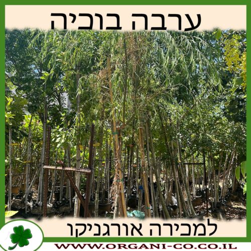 ערבה בוכיה (בבל) למכירה - מחיר