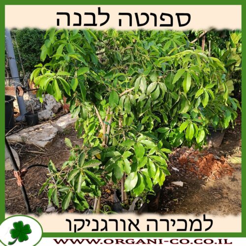 ספוטה לבנה 25 ליטר למכירה - מחיר