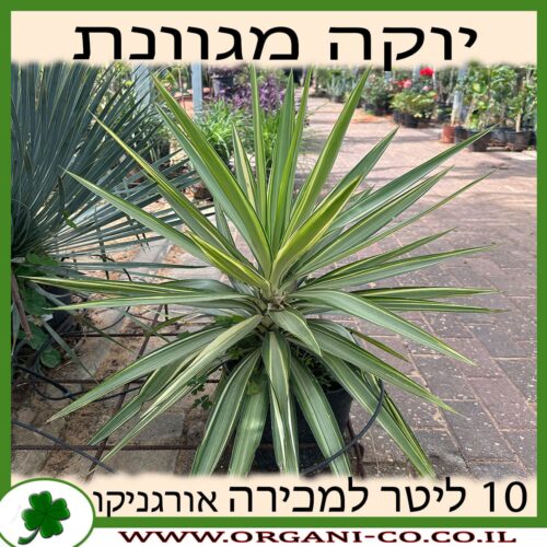 יוקה מגוונת למכירה - מחיר