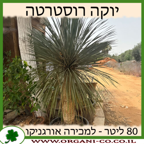 יוקה רוסטרטה 80 ליטר למכירה - מחיר