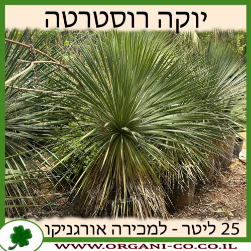 יוקה רוסטרטה 25 ליטר למכירה - מחיר