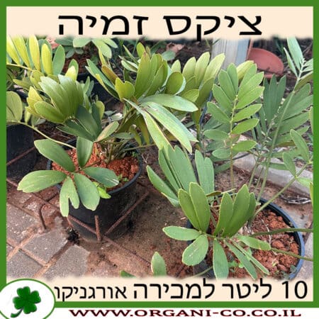 ציקס זמיה 10 ליטר למכירה - מחיר