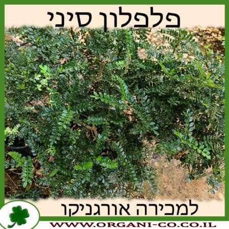 פלפלון סיני למכירה - מחיר