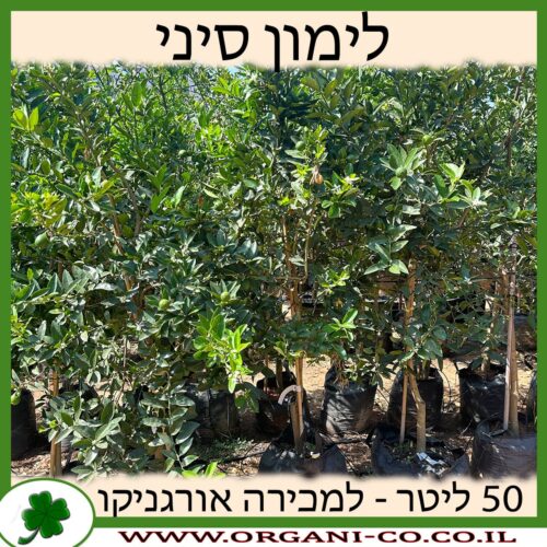 לימון סיני 50 ליטר למכירה - מחיר